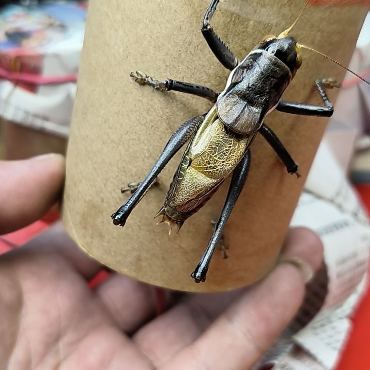 兰***王蟋蟀徐国强大蝈蝈