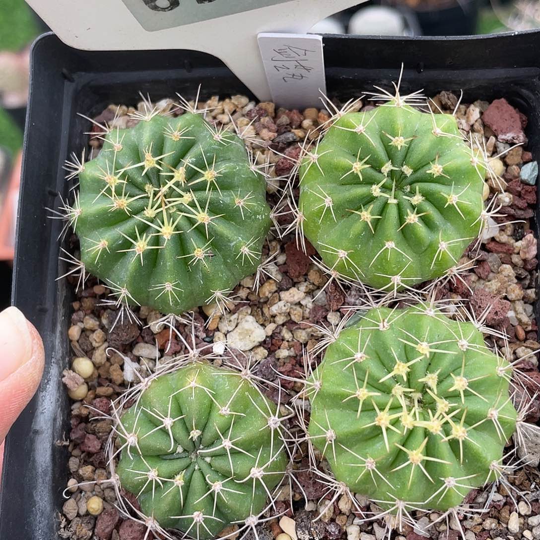 6909 满 39 包邮非偏远地区