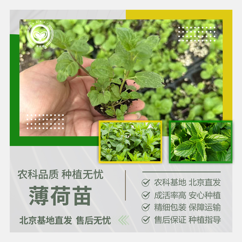 农科院薄荷苗食用绿薄荷清凉四季薄荷驱蚊清香阳台庭院盆栽蔬菜苗