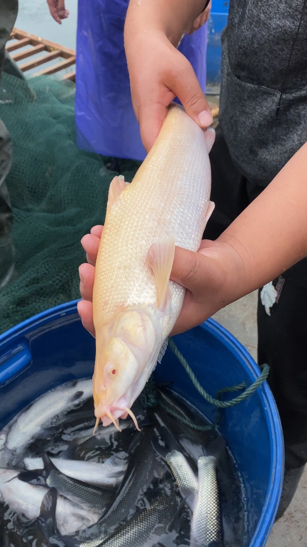 四川金丝鳕鱼  渔场直发  生态养殖