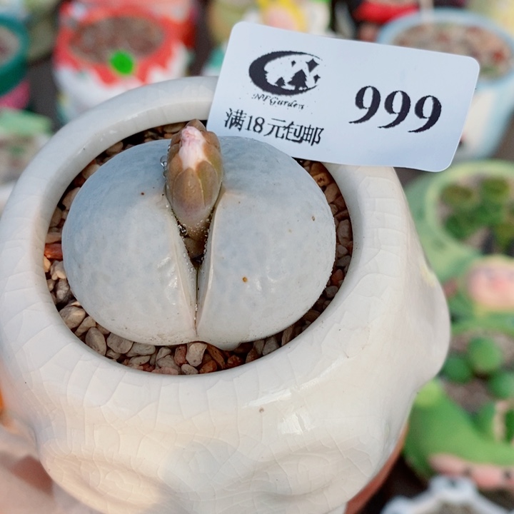 生石花花花花花花999