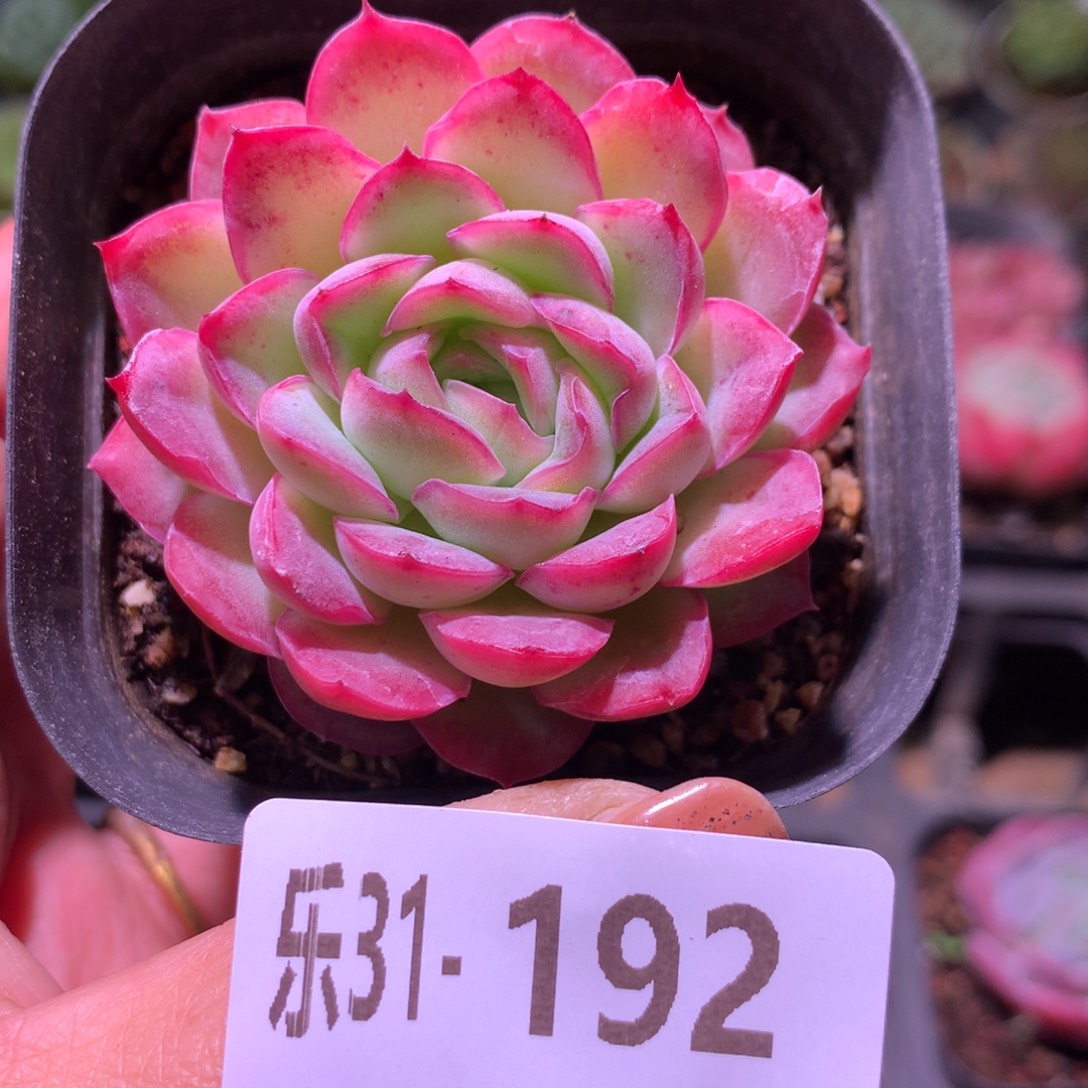 乐然31-192 草莓冰 