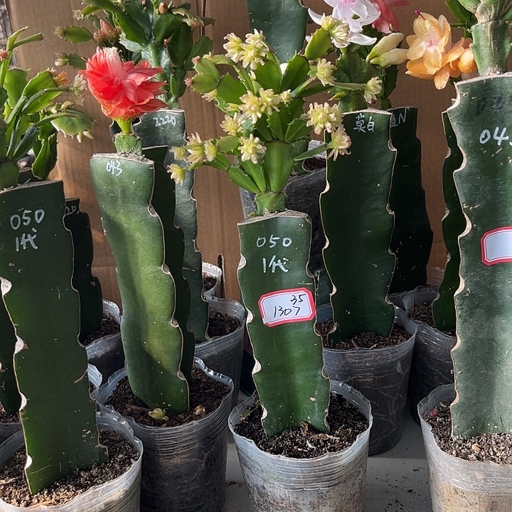 月***儿当前无花朵，栽培后可花朵050