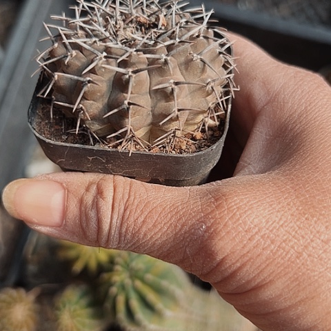 2803处理实生仙人球