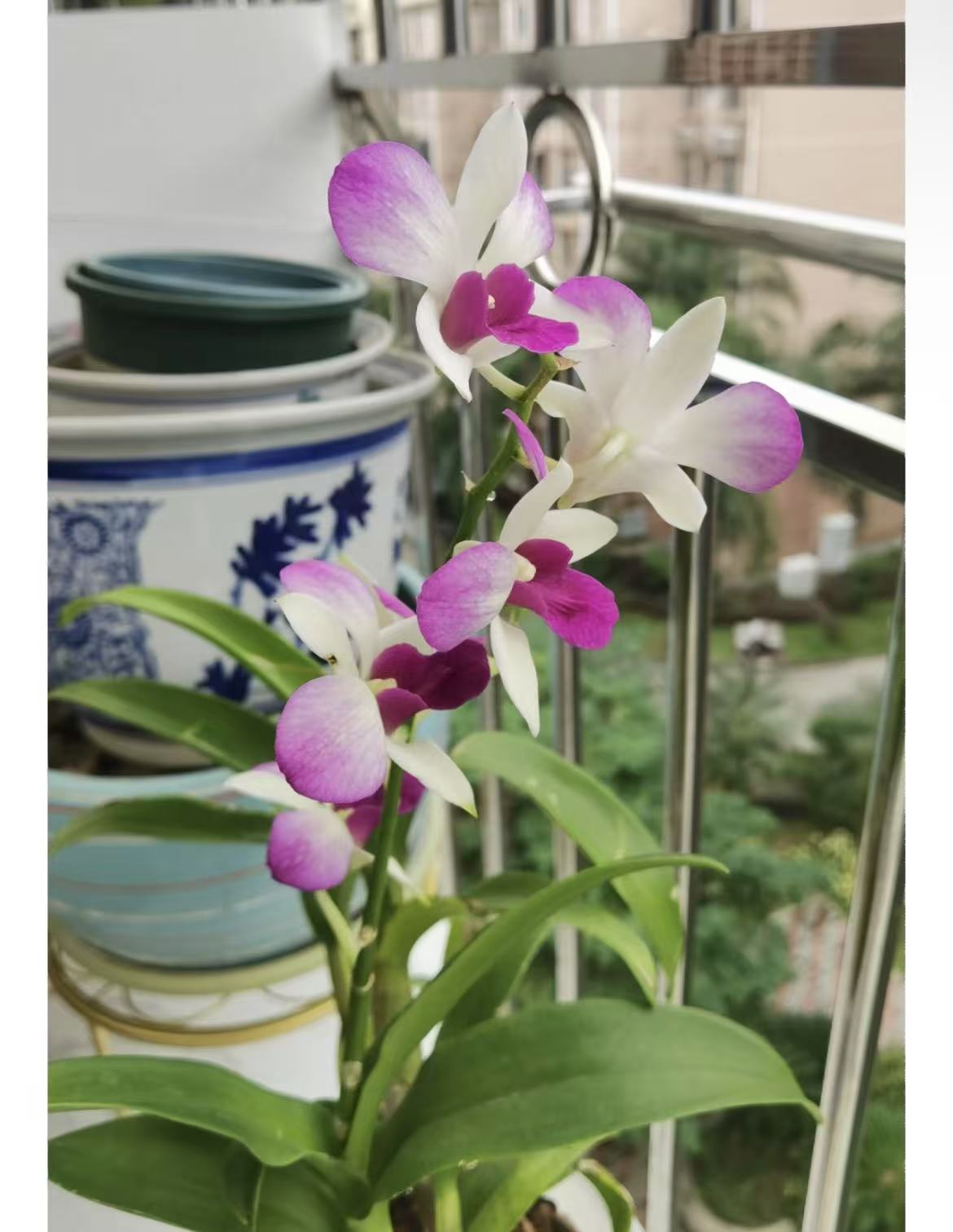 贵妃石斛兰秋石斛带花带花苞发货