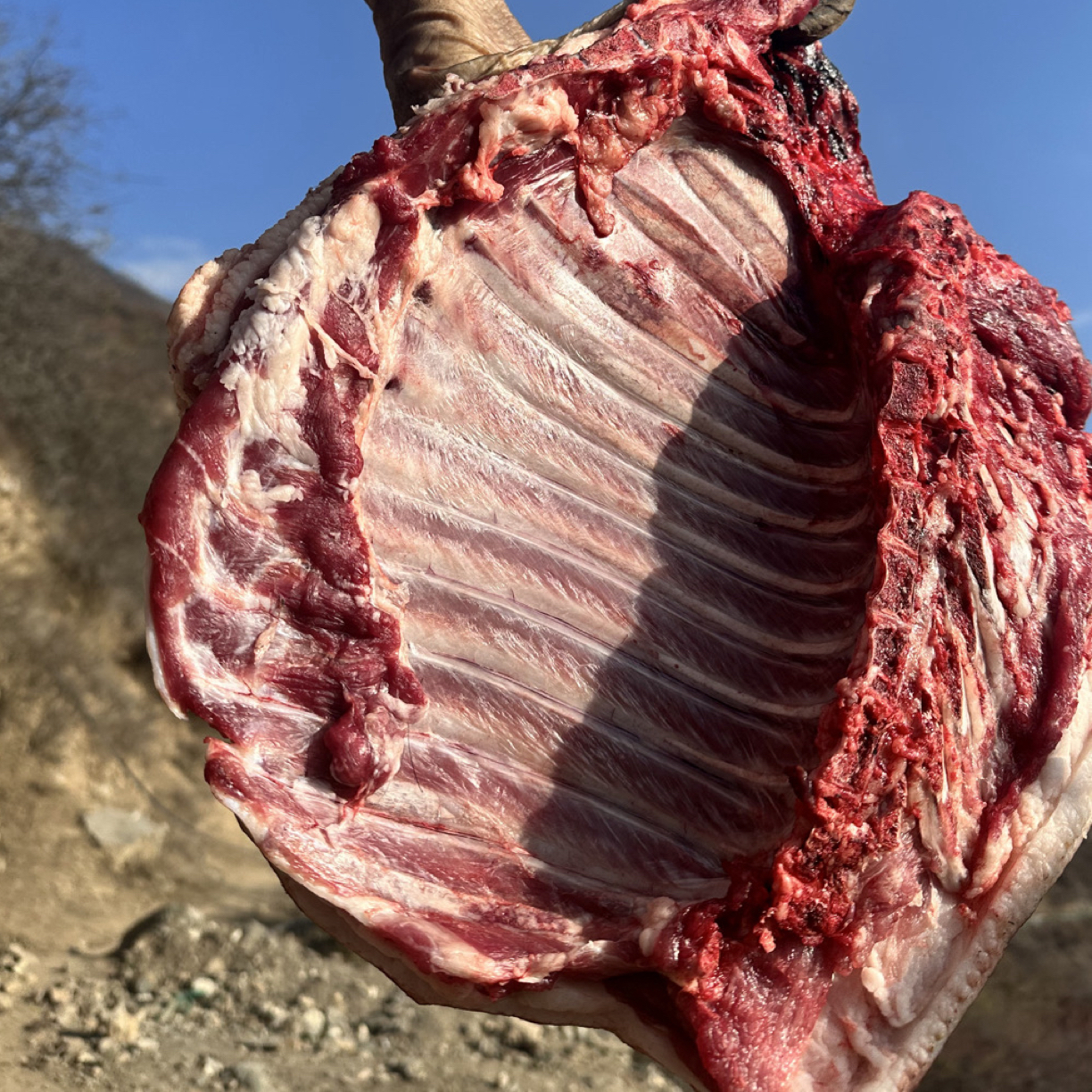 阿坝高山玉米跑山黑猪看得见的新鲜