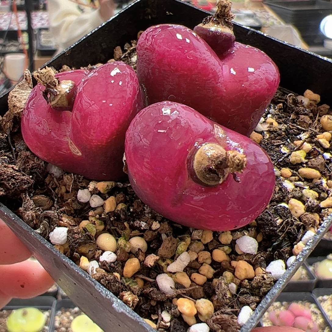 【闪购商品】56 吕氏红宝石