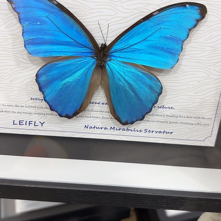 小***活蝴蝶标本定制348@