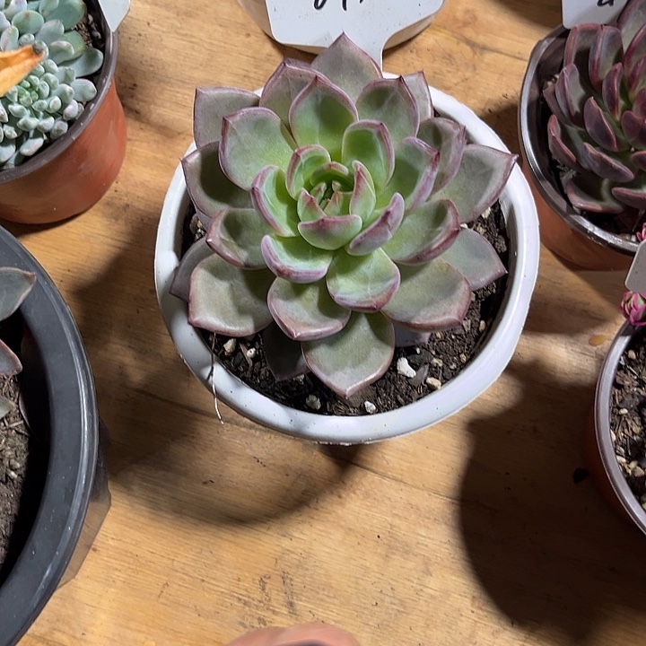 彩***馆0000000000000000091