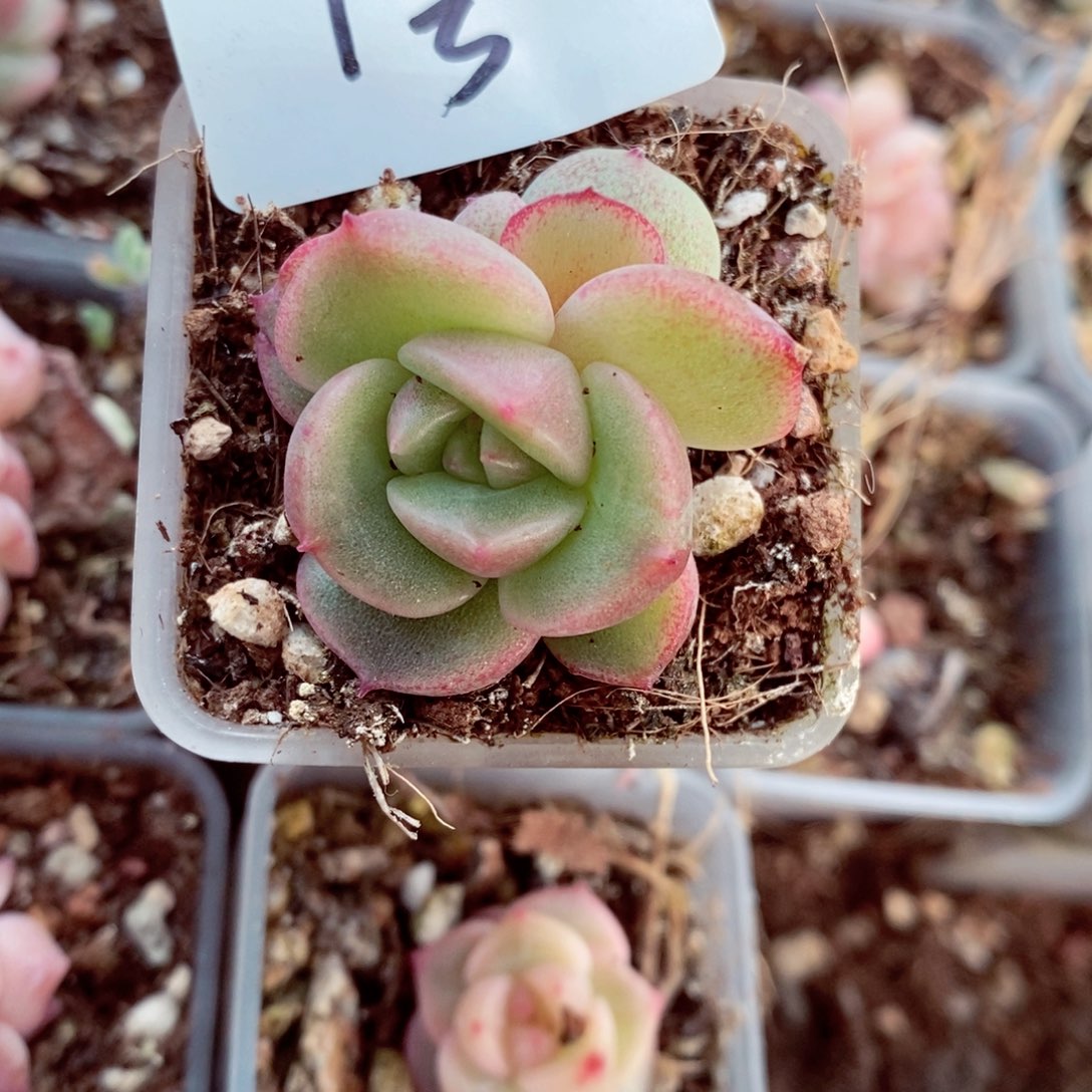 珍泥1号的珍妮肉肉肉肉肉肉