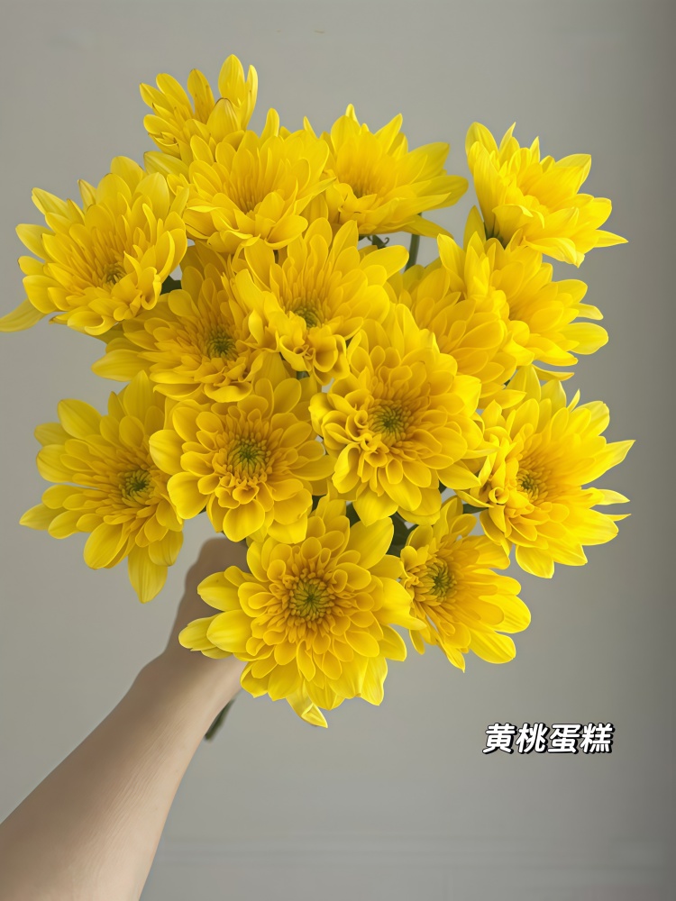【黄桃蛋糕】多头鲜花小菊云南昆明基地直发精品鲜家庭水养插花