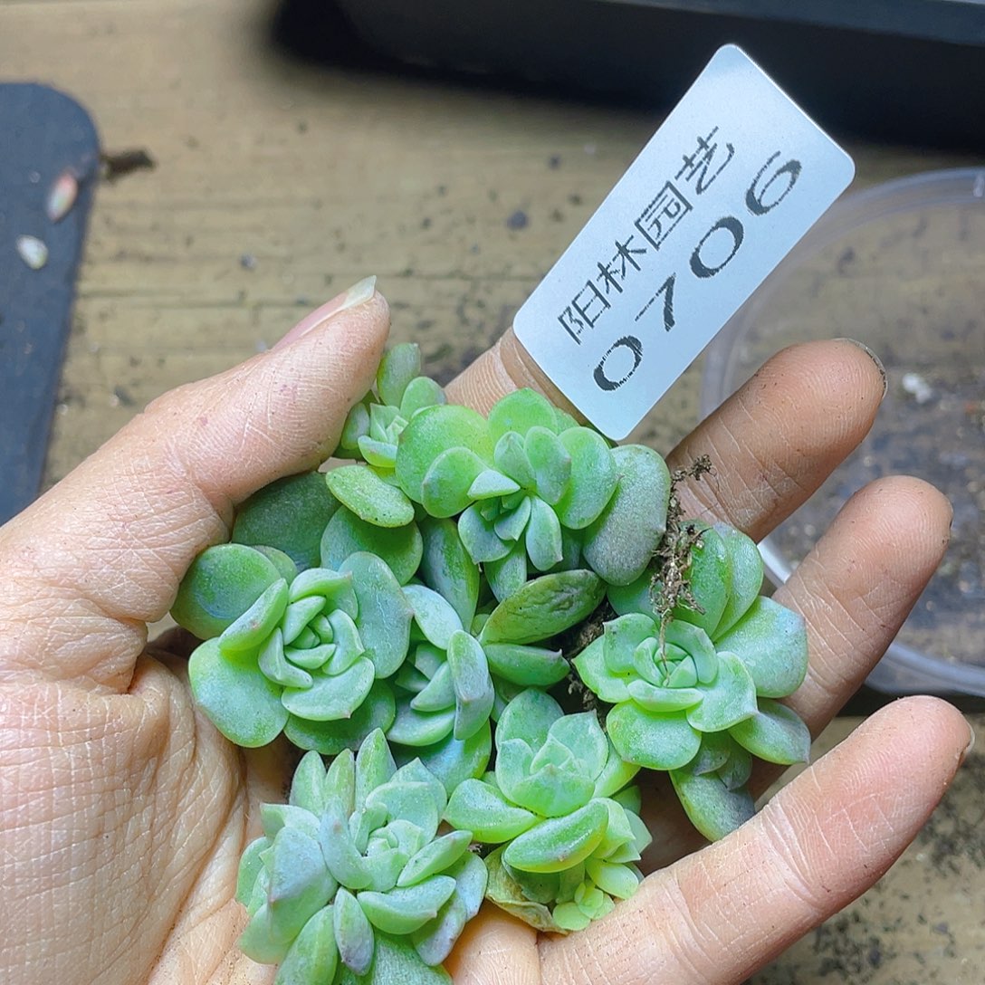 多肉植物多肉植物706