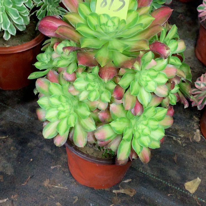 813韶华多肉一物一拍