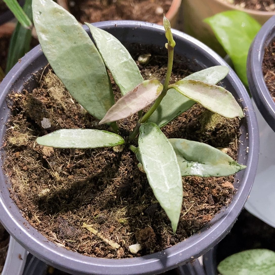 小***➷完全开放全银长叶裂瓣