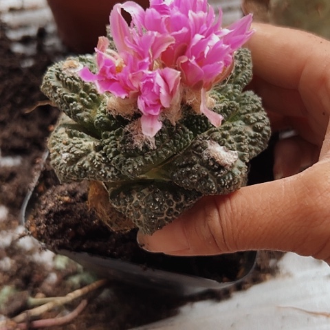 完全开放887牡丹仙人球