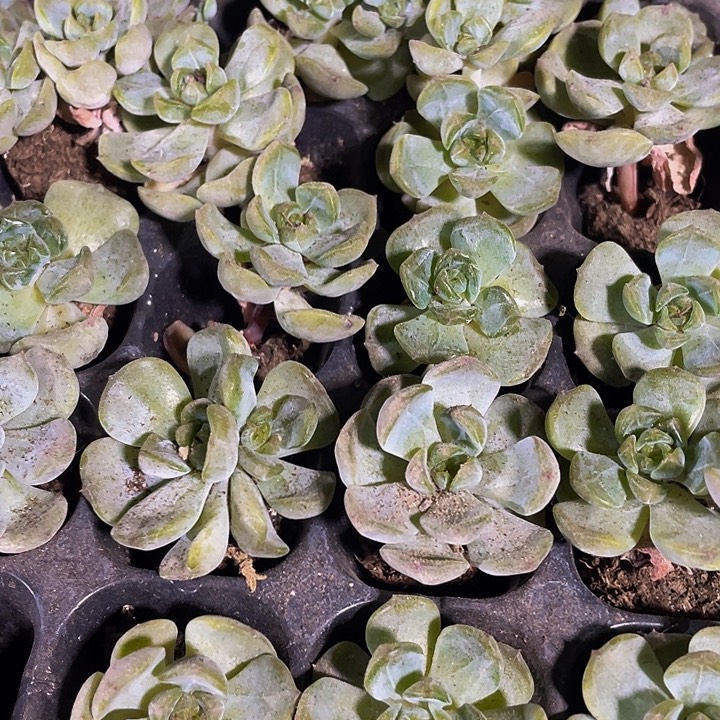 小红恋1元带土发过江