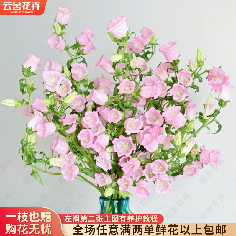 【云舍花卉】【粉色】风铃摘尽叶浅水位养护 任意满两单及以上包邮