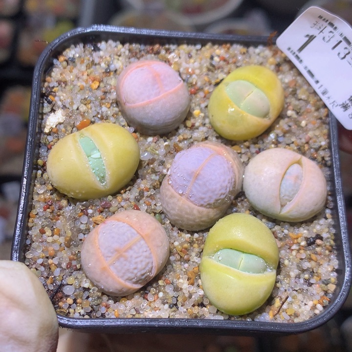 精品生石花313.1 