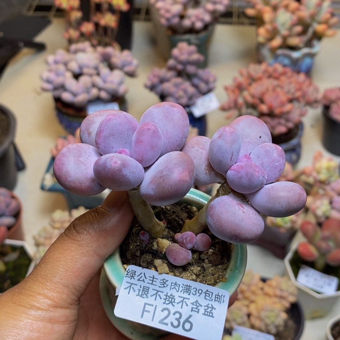 236彩虹奶多肉6c m