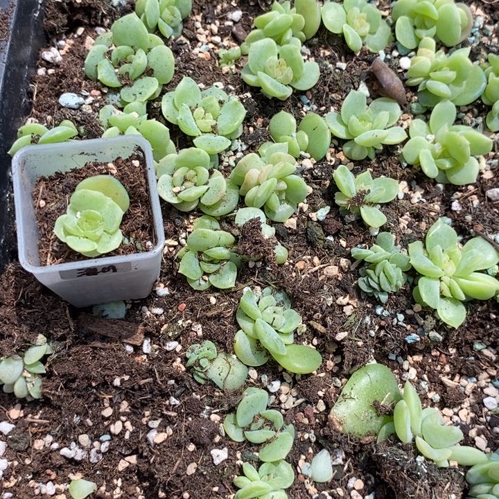 谪仙小苗一个多肉量拍