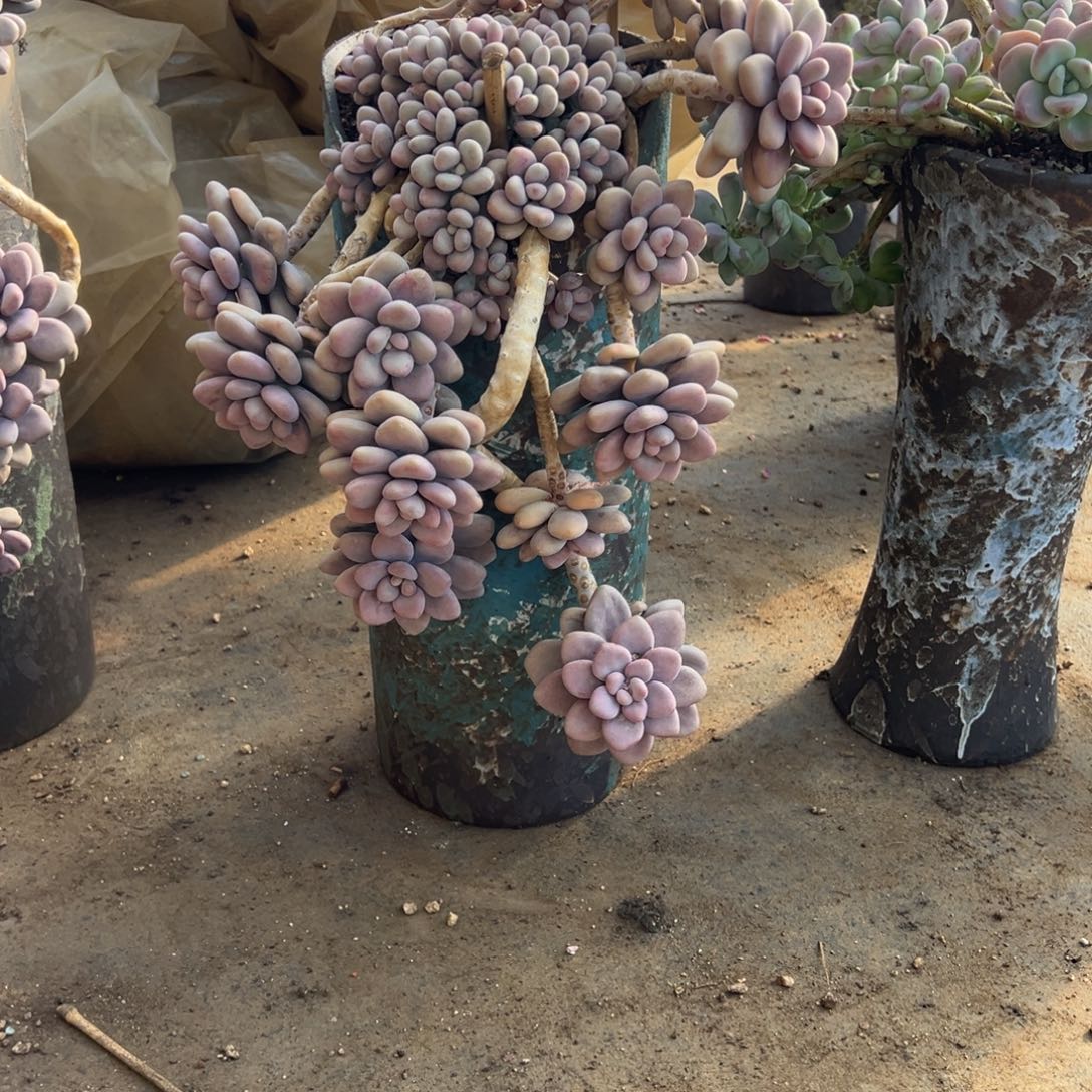 露养老桩脱土裸根桃蛋