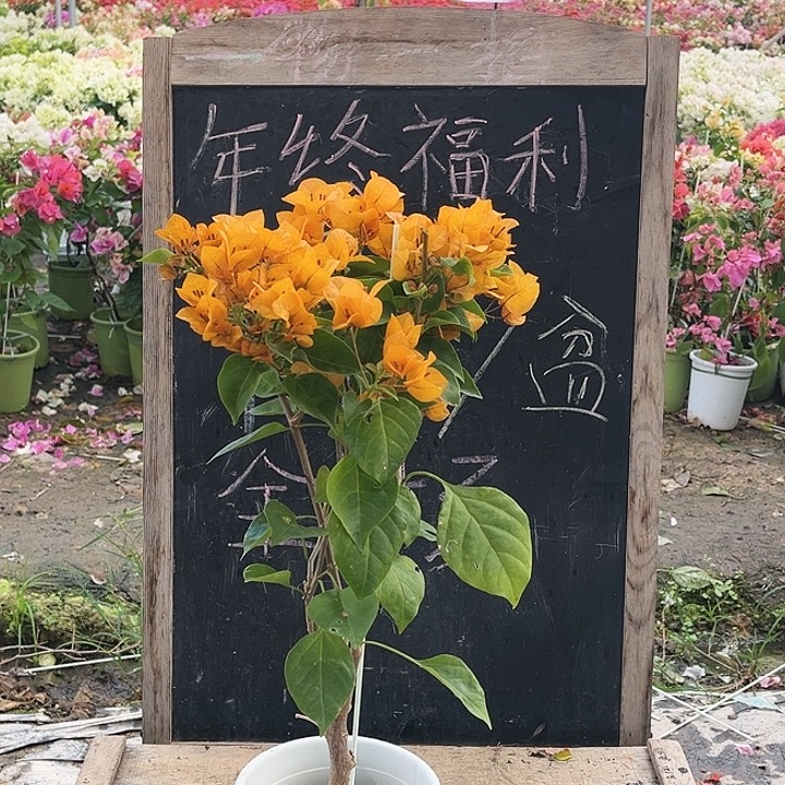 完全开放三角梅金色光辉