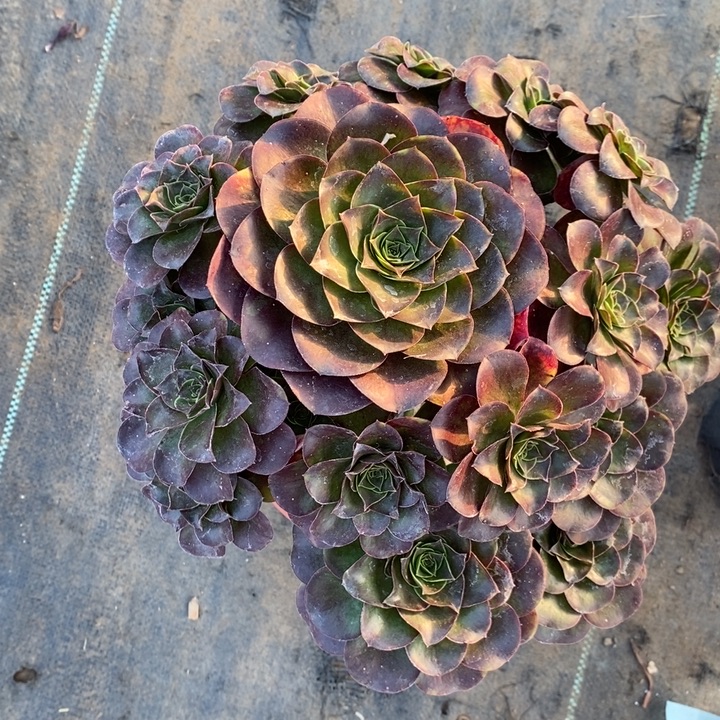 魅金玫瑰24多肉植物法师法师