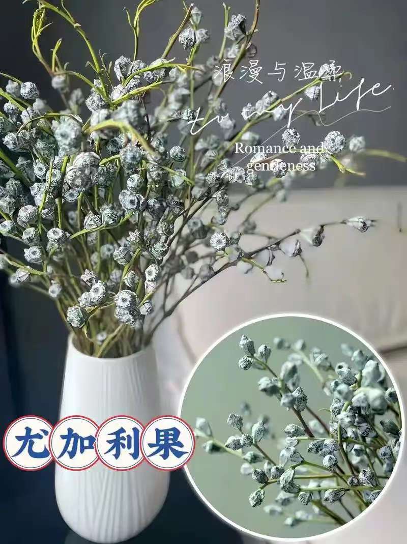 【钻石尤加利果】夏日不死鸟花材，真花新鲜发货做干花。介意味道勿拍