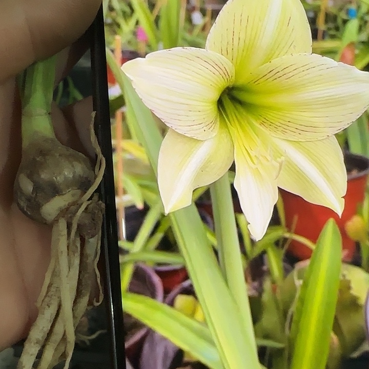 3885肋1.7cm，裸球发货