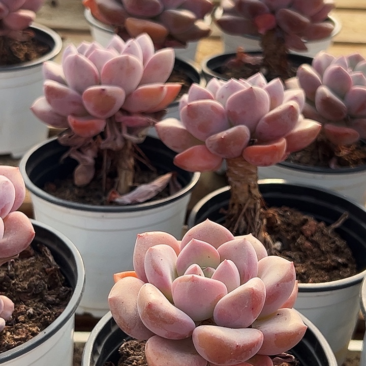 团036     单头   老桩   白露