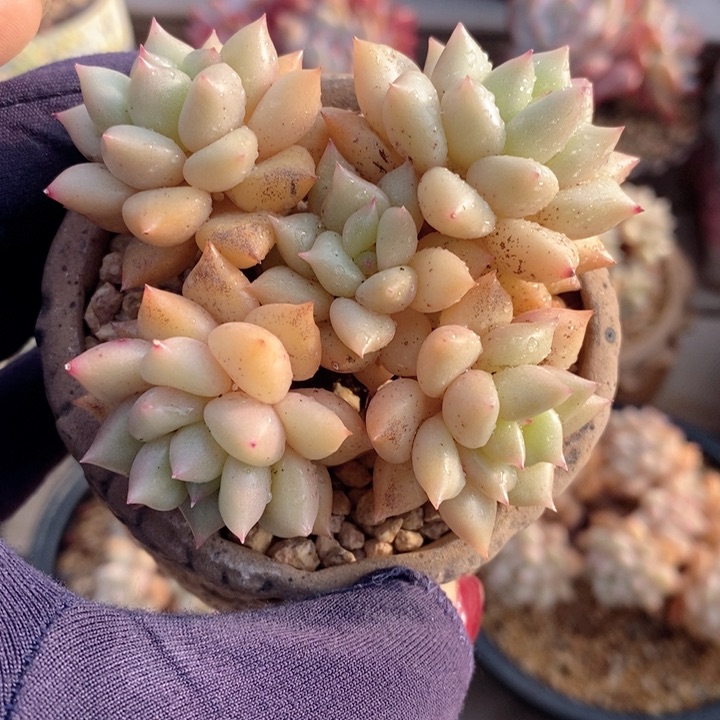 黄金象牙 h h j p 1122