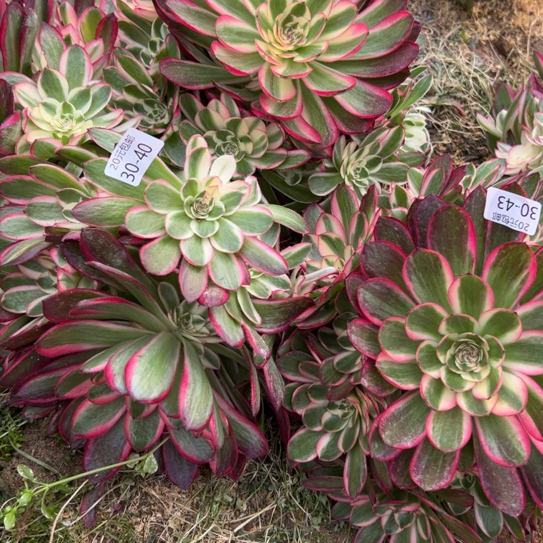 晓*40414243倾城多肉