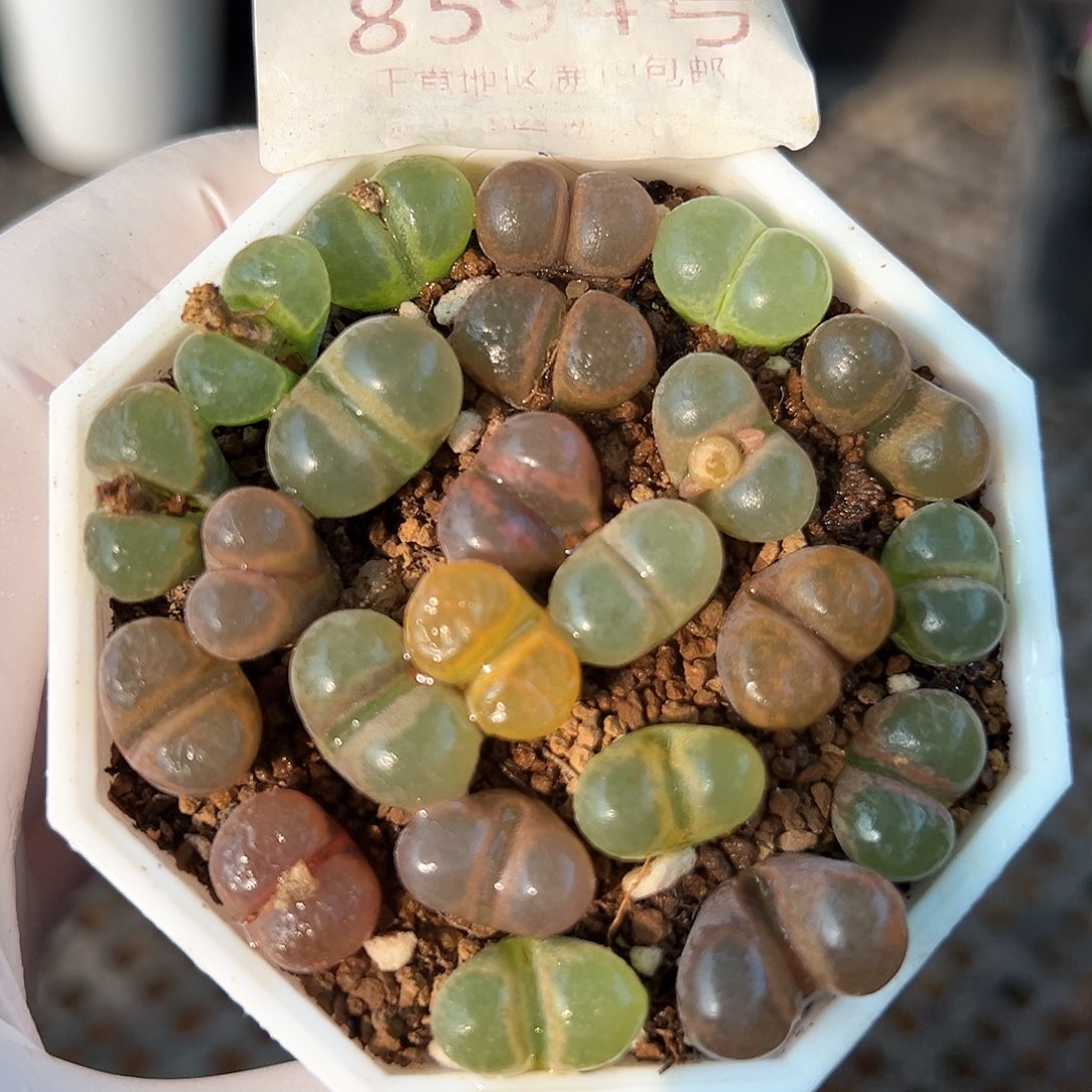 好养易活生石花大母本8594