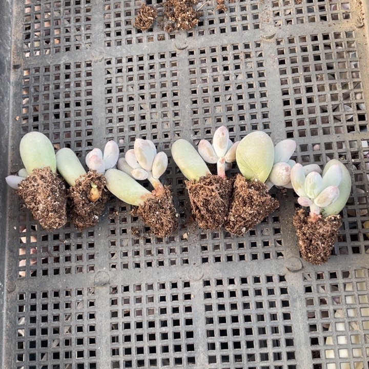 ****鹤一物一拍满18包邮