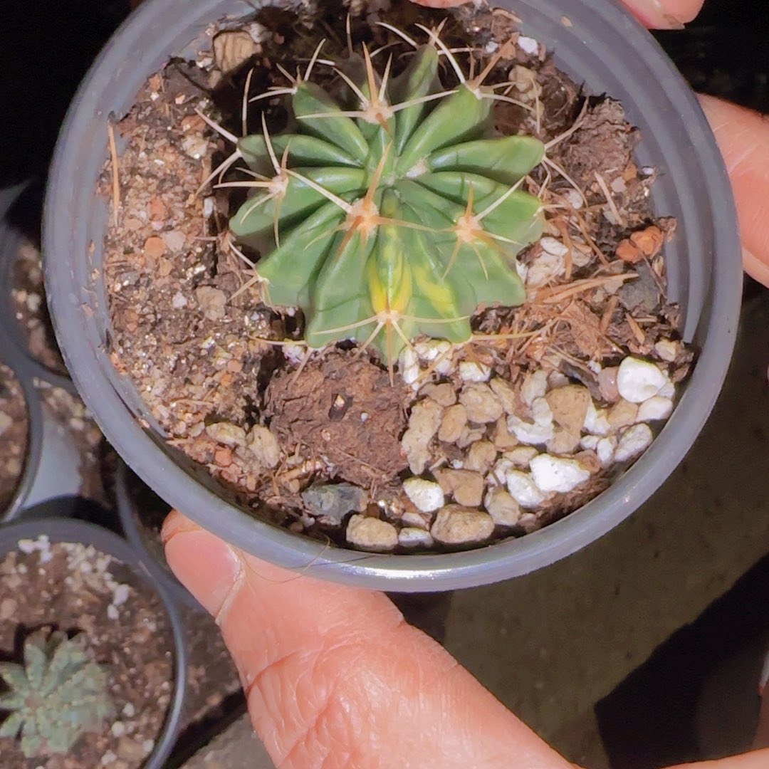 风***起块根植物块根植物