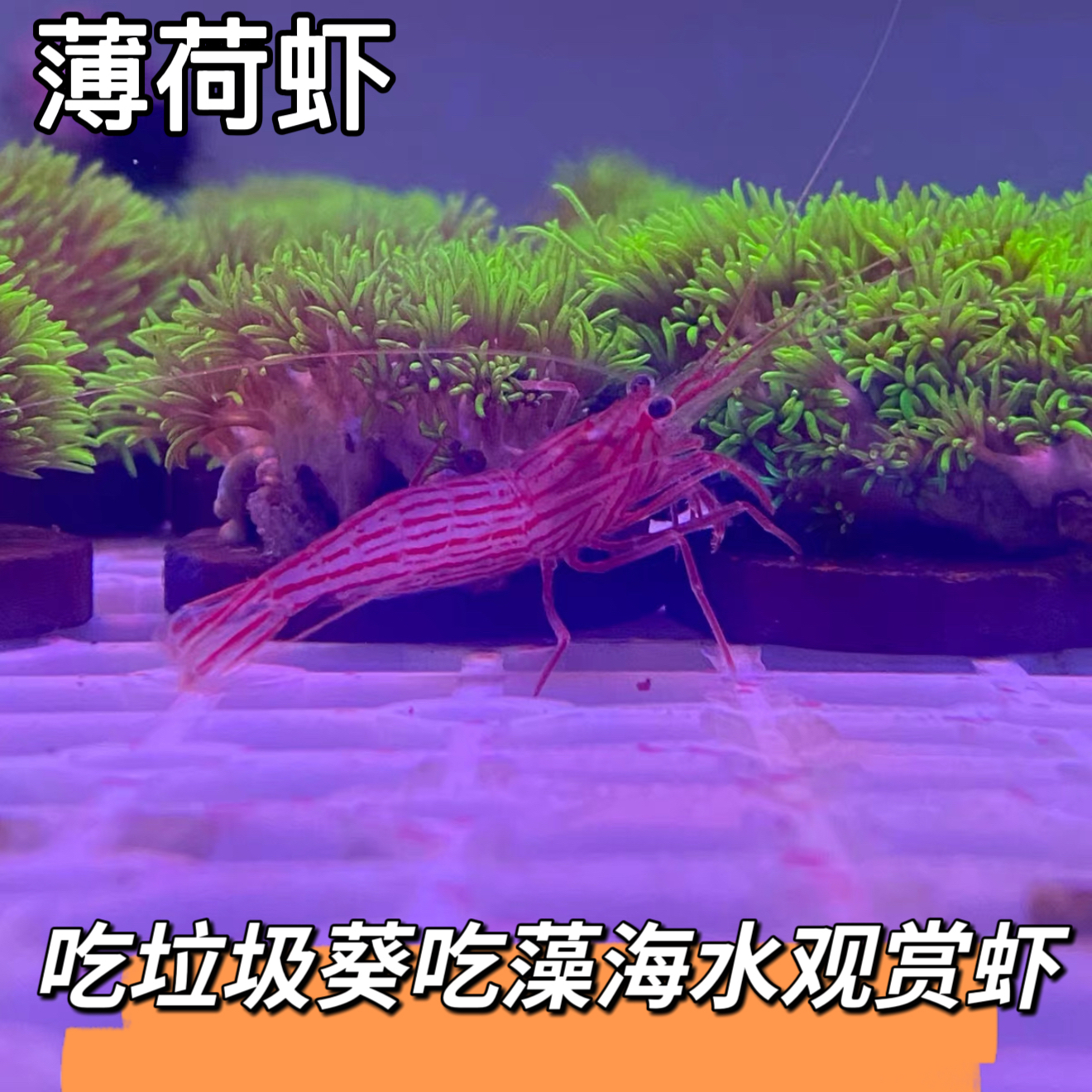 海水清洁虾黄点玻璃虾薄荷虾假绵阳虾海缸生物海水生物除藻能手