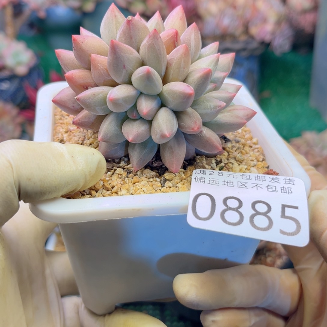 大0885；hz v d h g b