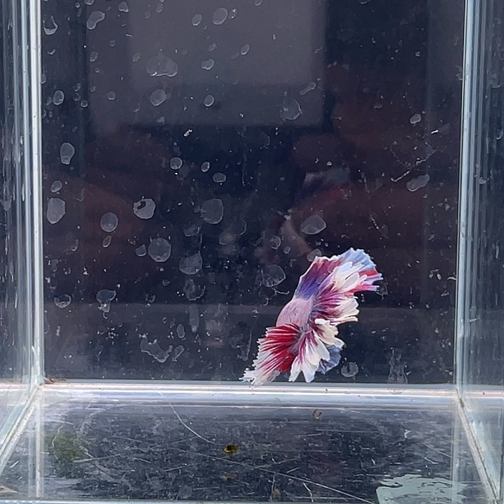 斗鱼活体不退不换 谢谢