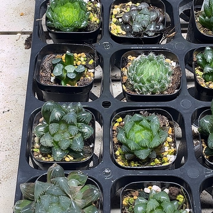 13 脱土发货8颗13.9福利