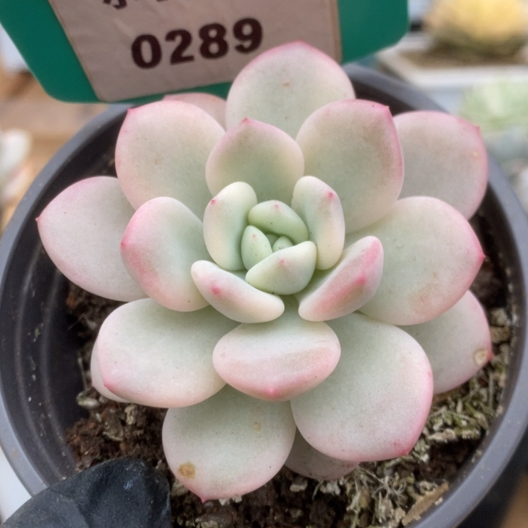 289新香水锦锦锦锦锦