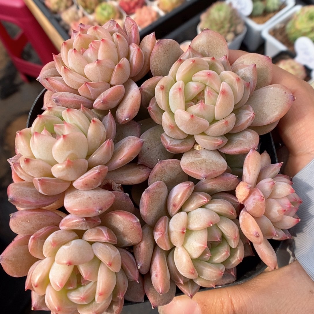 糖心珍妮群生9696号。  