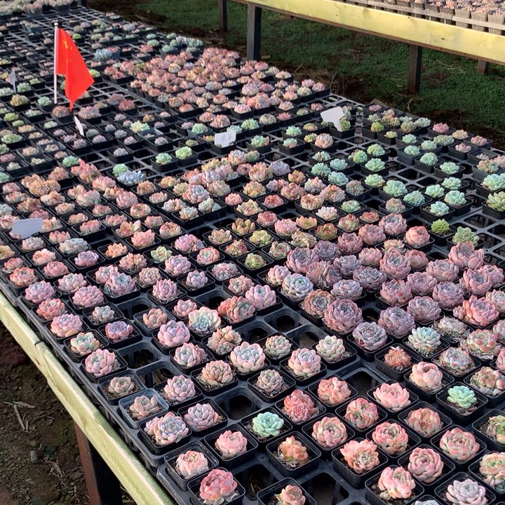 6棵一组糖心珍妮不重样