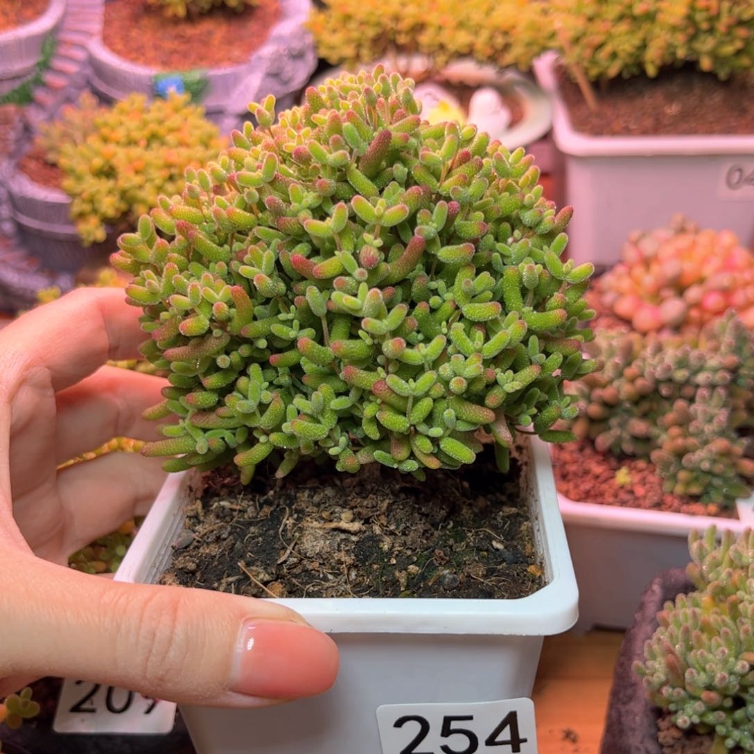 254蜜桔可爱多肉植物