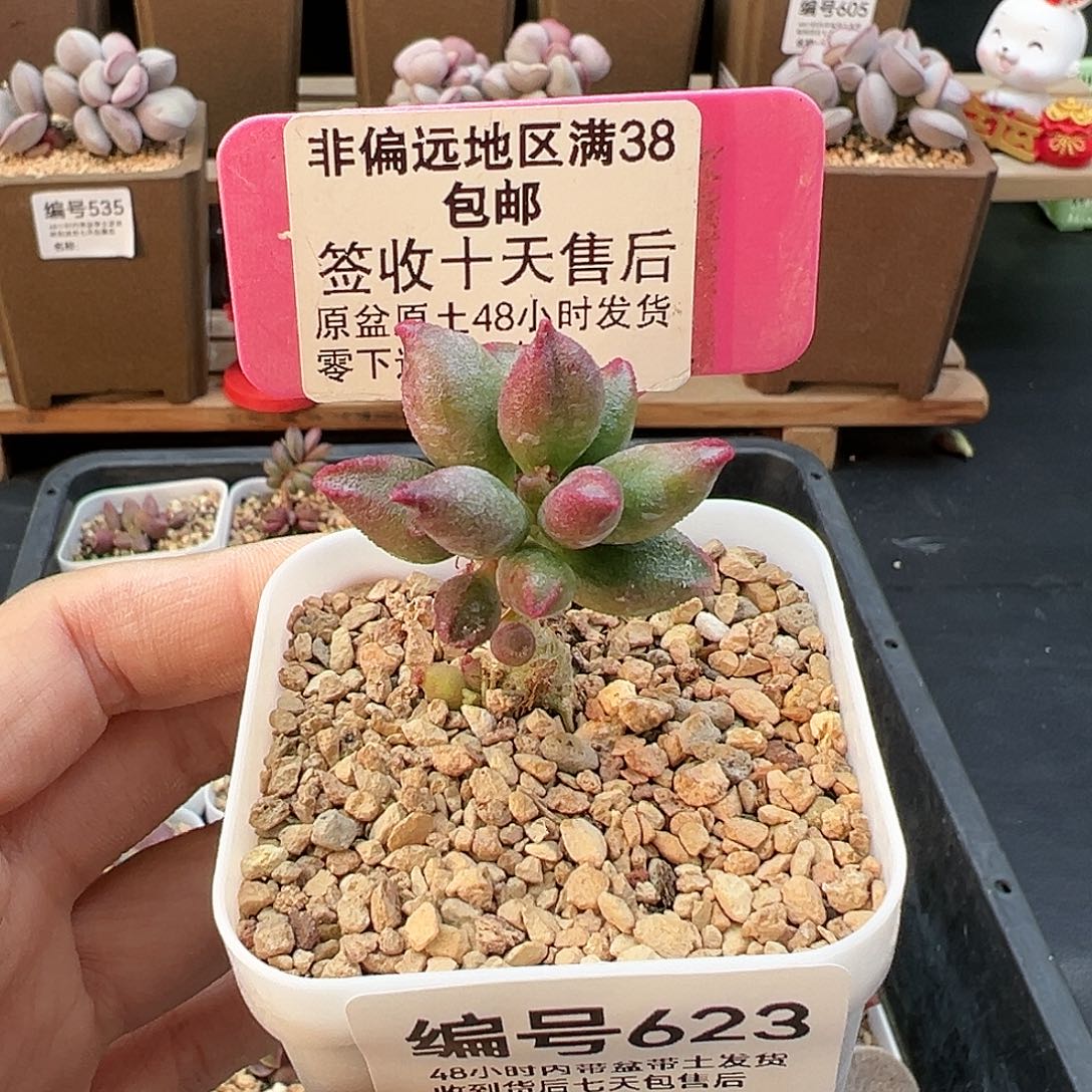 623红樱桃多肉植物