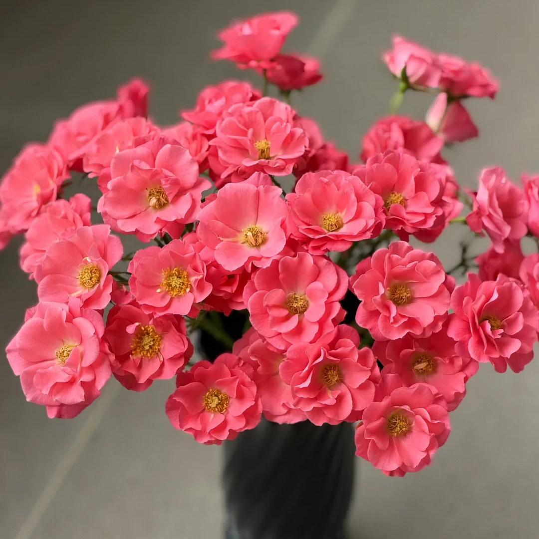 云花巷# 【万山桃粉】稀有小众品种多头玫瑰