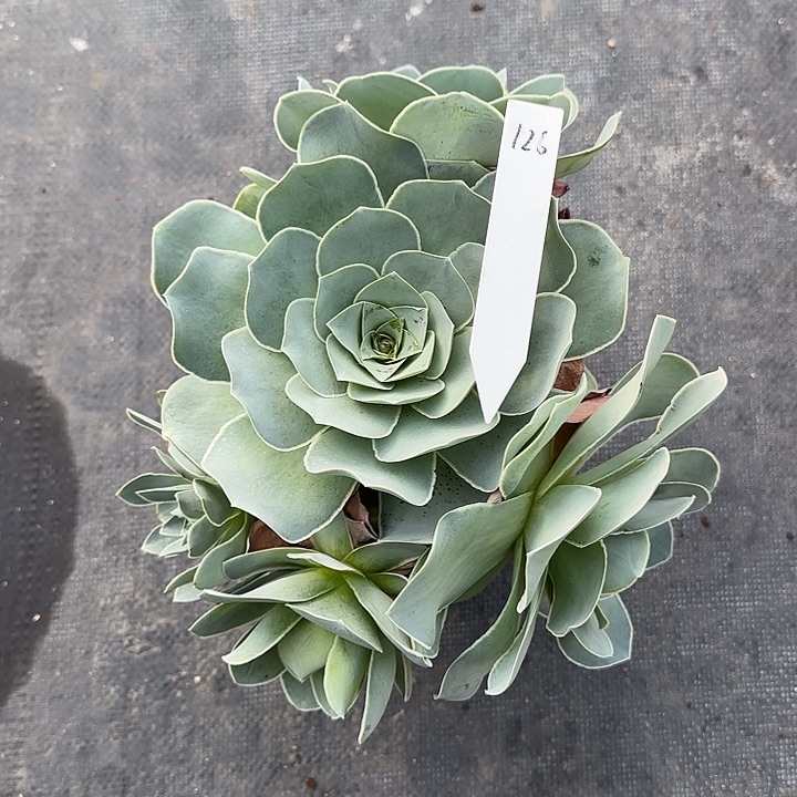 山地玫瑰一物一拍，带盆发，126号不包断侧芽