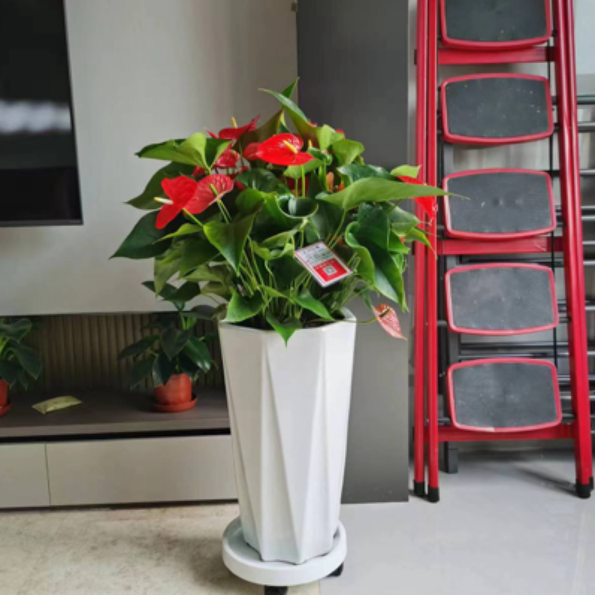 红掌带瓷盆绿植花卉盆栽90-1米左右