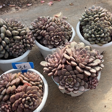 34葡萄一箱脱土多肉