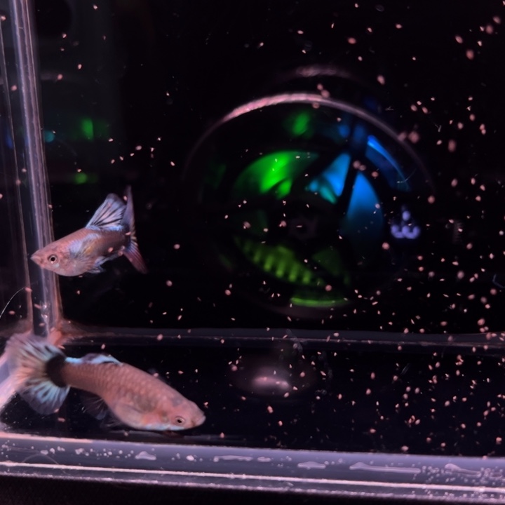 孔雀鱼大耳象牙球1对