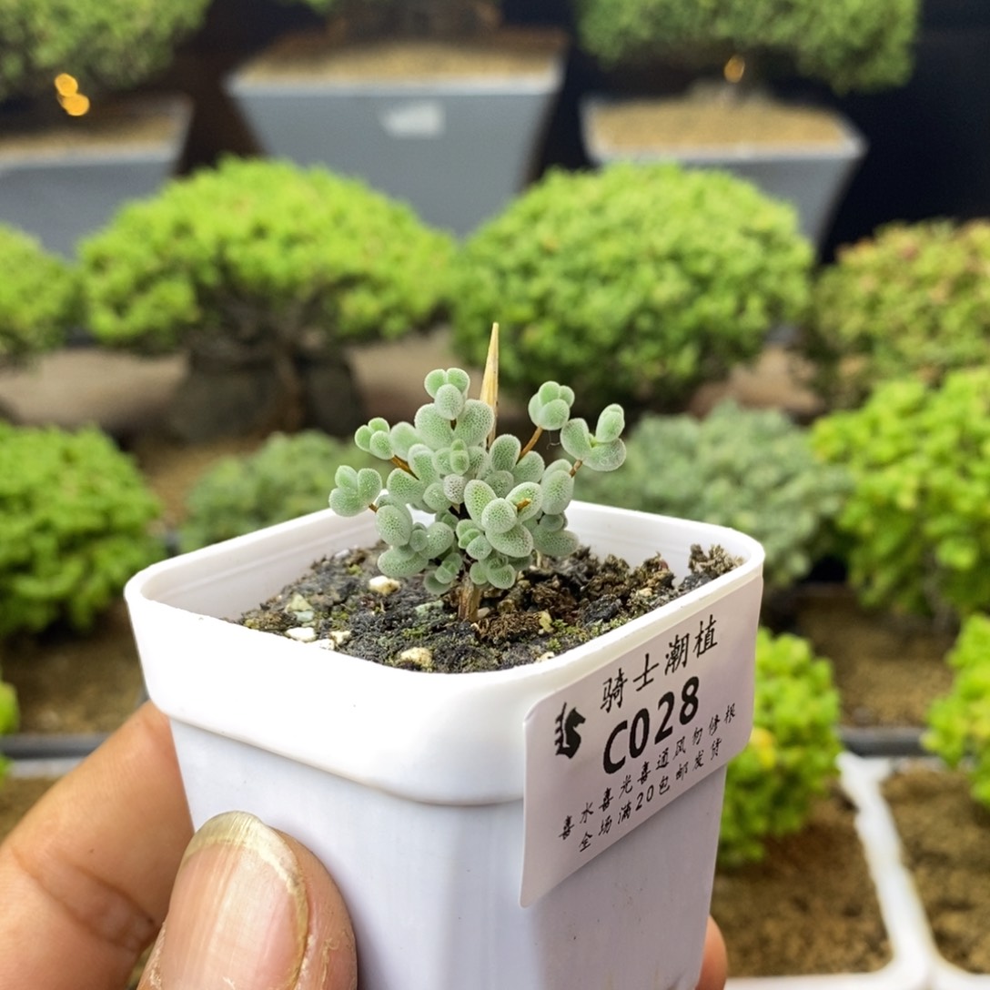 028实生精控白体莱斯